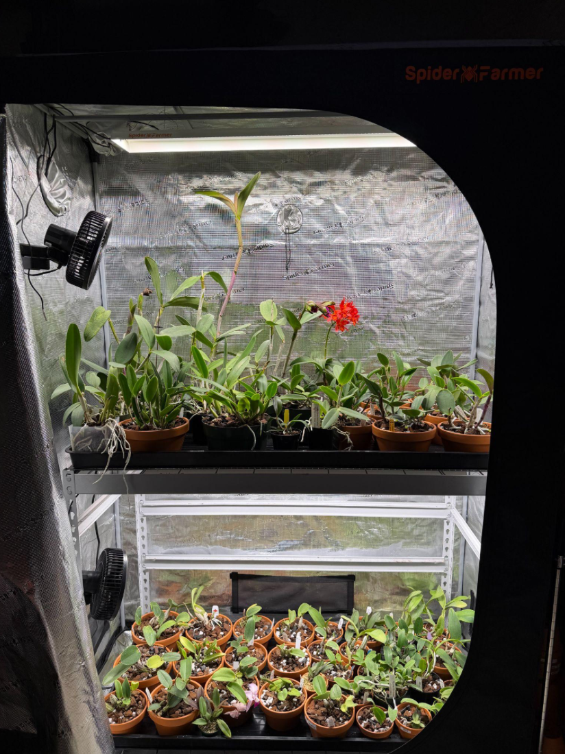 Indoor orchid grow tent with two growing shelves, lights, fans, and orchids