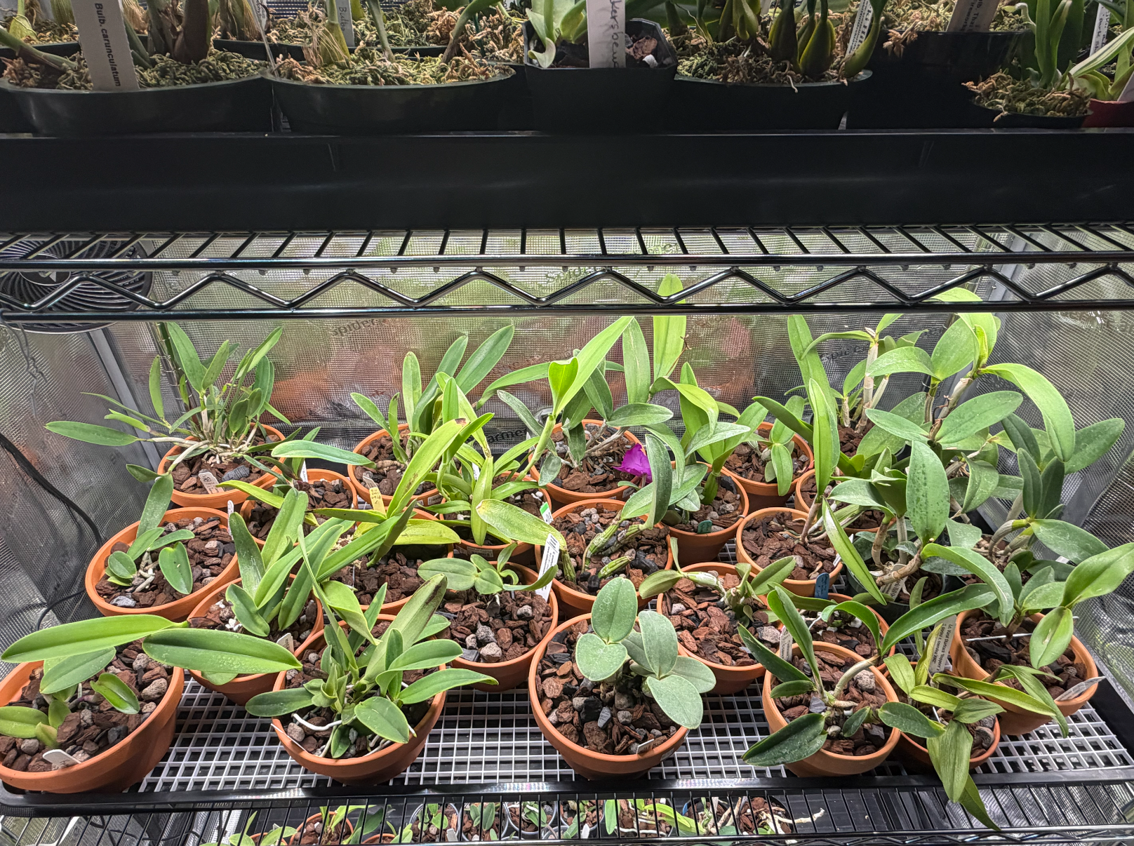Close-up of orchids arranged on a wire shelf inside an indoor grow tent
